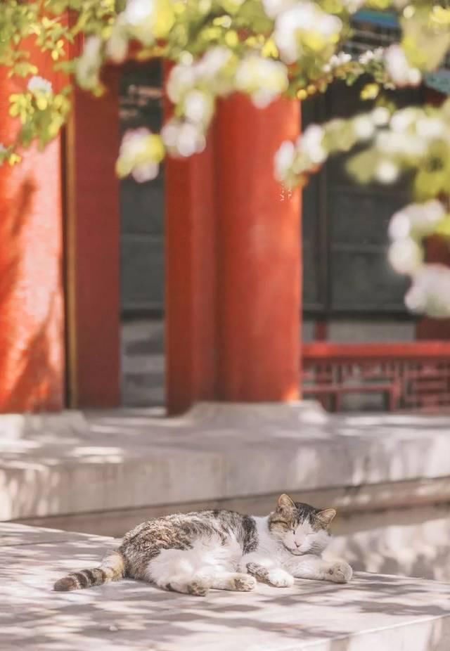 一年 30 多趟故宫，只为拍摄超赞「故宫猫咪图籍」！