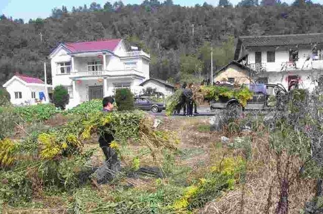  『名字』它是观赏植物，今成了“霸王花”，对环境有危害，遇到要铲除