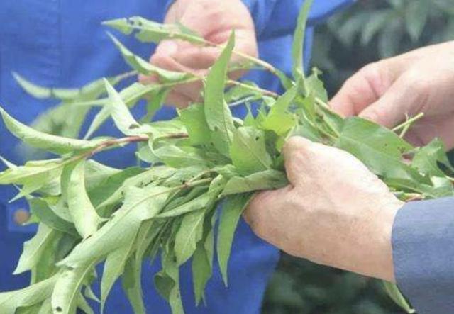  「种植物」池塘边，有1种“辣蓼草”很旺盛，以往“抓鱼”会用到它，用处多