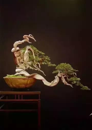 盆景展 ,美美美 !