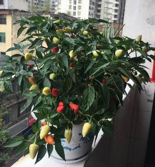  挂果■阳台种辣椒，就种“烈性子”，一棵挂果200多，五颜六色比花美