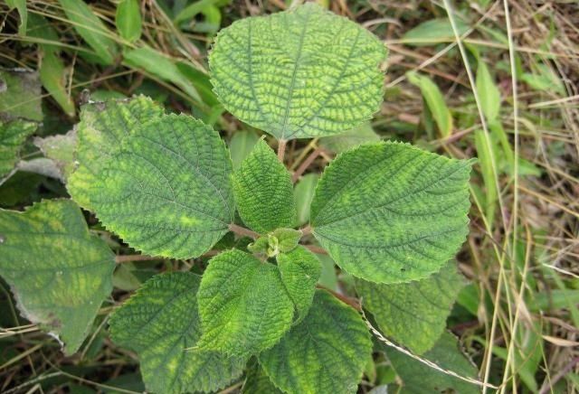  『药用价值』草地里的一种“植物”，是布料的原材料，全身是宝，您见过吗