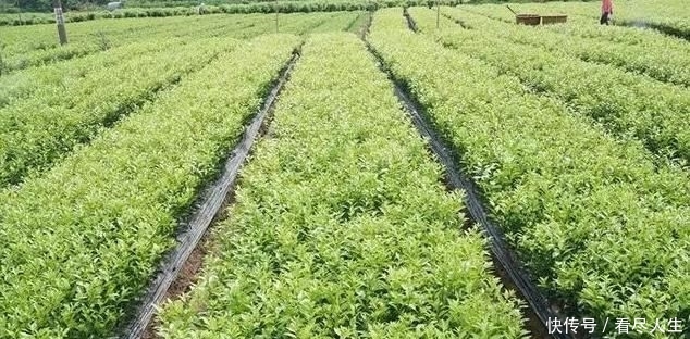  「培育」如何选择砧木进行柑桔培育管理？有没有什么好办法？