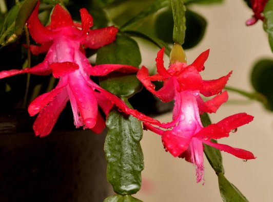  『适合』这些花朵超好养，花朵艳丽又迷人，轻松开爆盆，最适合懒人养，美