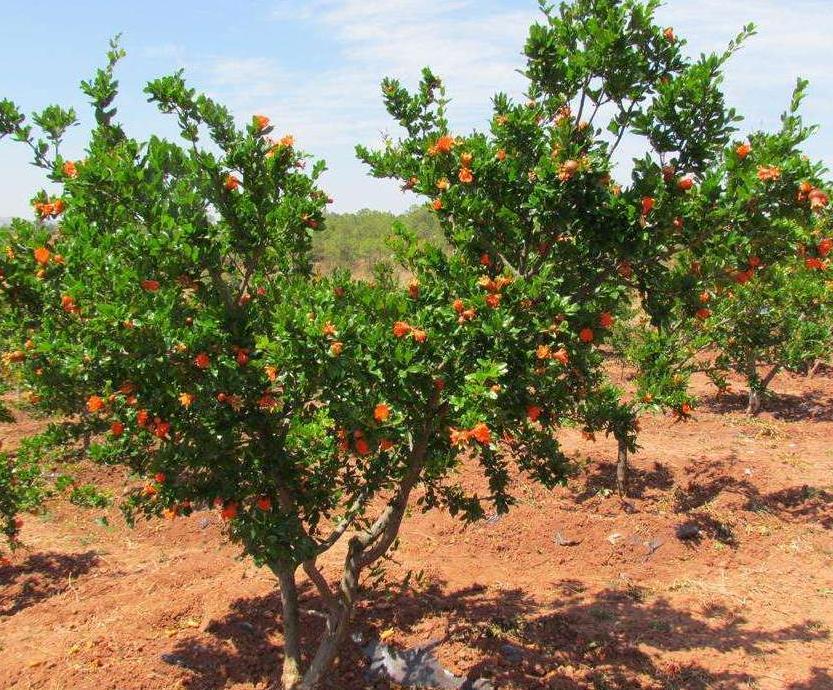 这5种“镇宅树”，家门口种一棵，枝繁叶茂，每年都开花结果！