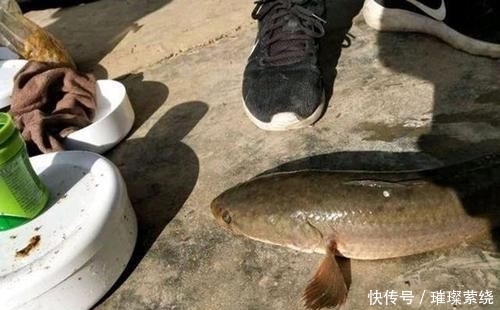  [鉴定]水库中钓了条鱼，看起来很像“过山鲫”，有钓鱼人认识吗，求鉴定