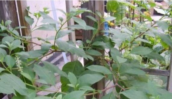  #植物#这3种植物再奇特也不能养，容易闹出“大问题”，有小孩的要注意
