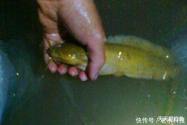 『鲶鱼』民间野钓狠招数:夏季插杆夜钓鲶鱼技巧,这是最简单的鲶鱼钓法!