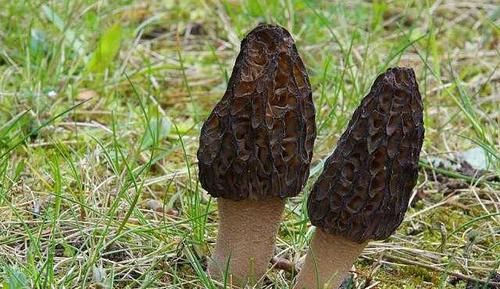  「草地」它极为珍贵，草地遇见此物，别踩到，目前820元一斤