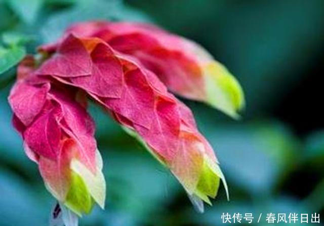 『护理』长相奇特的虾衣花,做好这些护理,常年开花容易爆盆