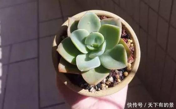 #春天#春天多肉不上色,夏季该怎么办?注意3点,每片叶子都五彩斑斓