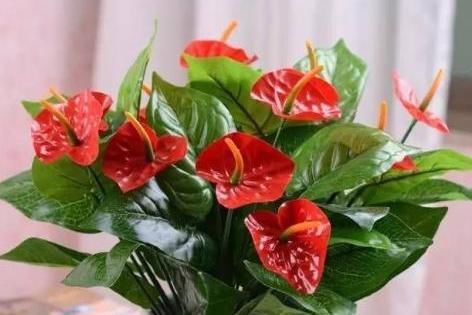 「红掌」红掌养护“小攻略”,做好这些事,叶子翠绿花不断,越长越旺