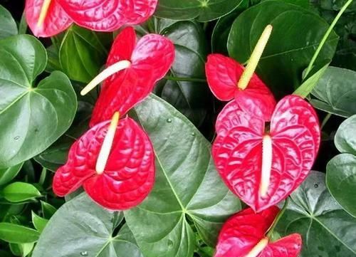  『红掌』让花盆里养的红掌花开不停，换盆时还能分株，生长期注意给肥