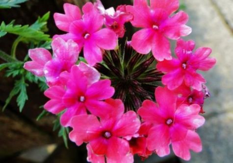  拥有@养花养个好看的，丢在阳台变花海，花香沁人心扉，值得拥有