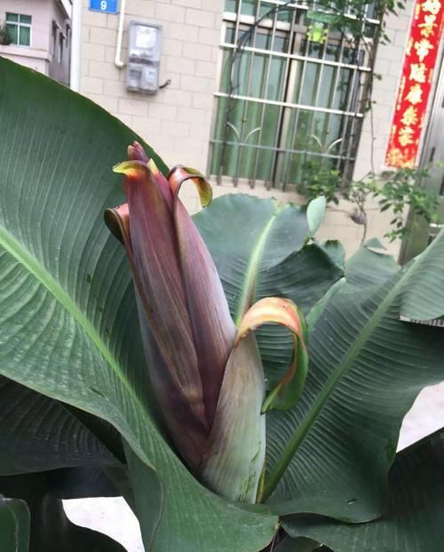 「香蕉」在家就能种的香蕉树,用足肥料,结出一串小香蕉!