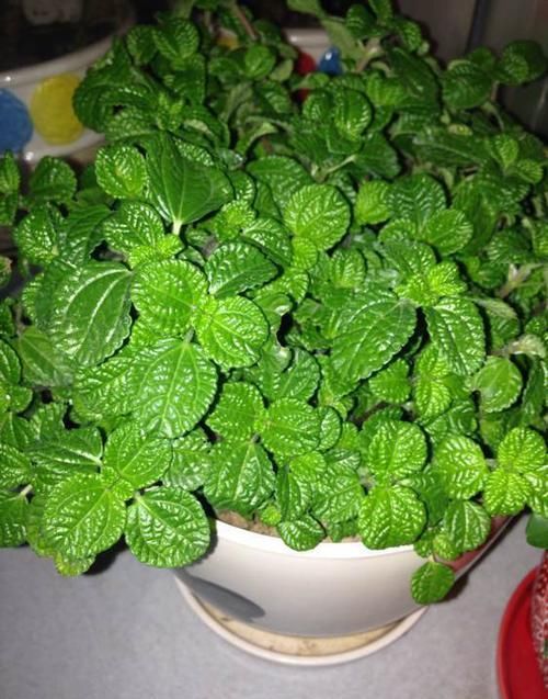 寓意■养护花卉,就选择3种花卉,寓意美好,给家中带来幸福安康的美意