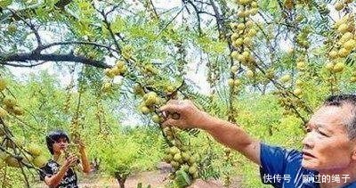 这野果农民每年都会去摘，却从来都不舍得吃，这是为何