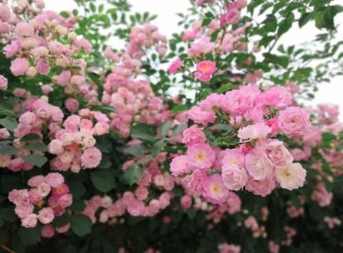居家:居家就养此款花卉,不闻不问,花开爆盆美如花,养在家中香飘满屋