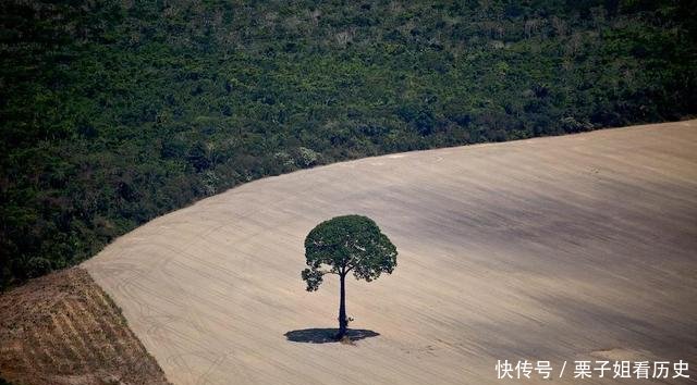 巴西把亚马逊雨林全部烧毁，可以种植多少大豆，后果有多严重