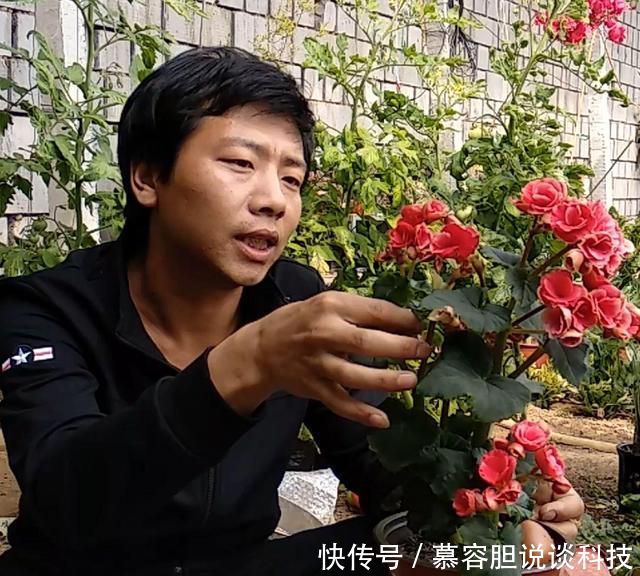  【会出现黄叶】文竹养护秘诀，4个“动作”做到位，1年长成“小森林”