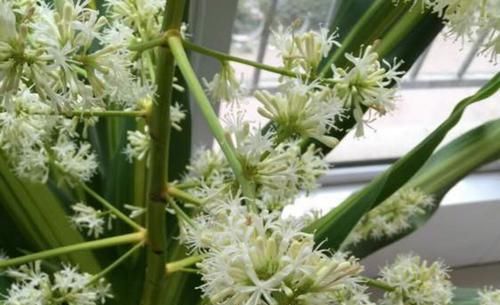  『适合』龙血树属观叶植物也门铁的2种扦插繁殖方式，总有1种方法适合你