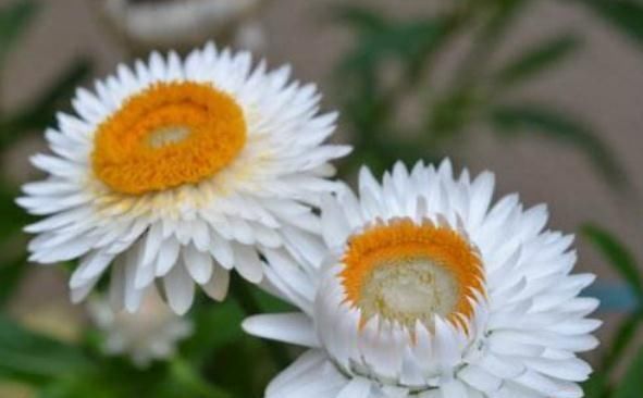  花芽|夏天养蜡菊，用点“大蒜”来驱虫，花芽、花苞钻，盆盆爆开花