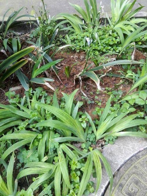  『荫蔽』扁竹根，别名蝴蝶花，生于较荫蔽而湿润的草地，花淡紫色或蓝紫色