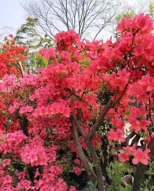  『粉红』都说杜鹃花不好养，不仅不掉花，粉红花还能开爆盆