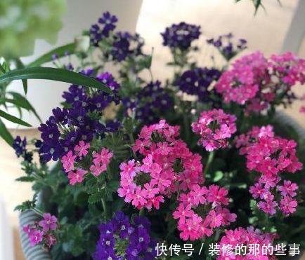 次水就行@阳台变花园,8种花现在养,半个月就爆满阳台,长的飞快花也多