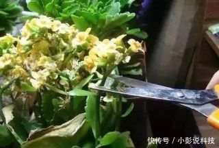  『油绿』长寿花花谢后，多做一件事，叶子更油绿，还能再开一茬花！
