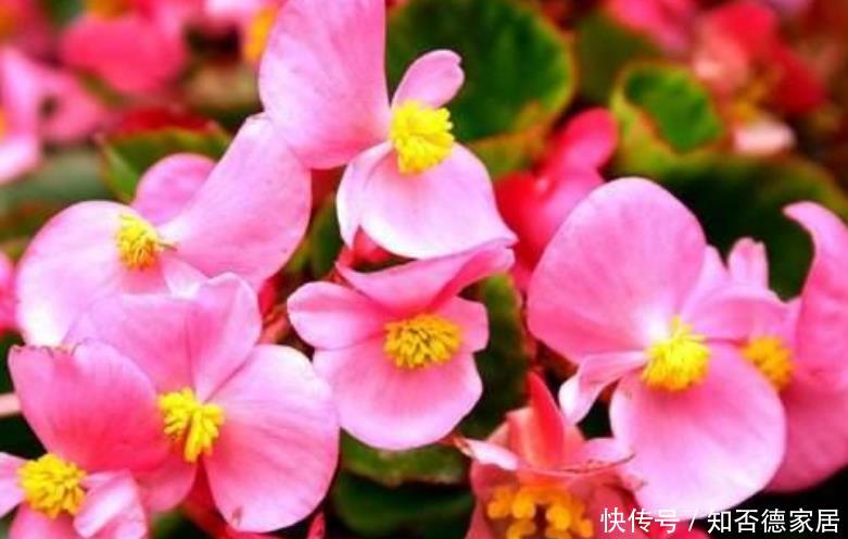 『家里』4种花,堪称“开花机器”,花期长、花量大,家里变花园!
