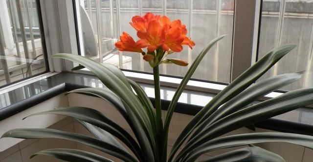  要养|这3种“绿植”再贵也要养，不仅仅能“除甲醛”，还能开花100天！