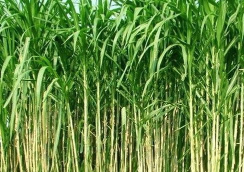  【老人】农村老人都说养牛先种草，当地没有草料对养牛有多大影