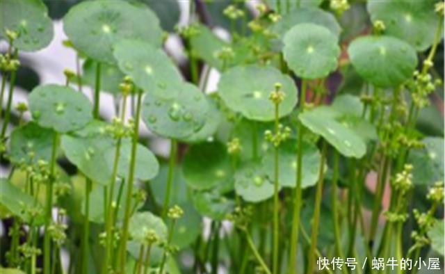技巧|铜钱草水培技巧,只要4步,让你家铜钱草葱葱郁郁,高贵大气