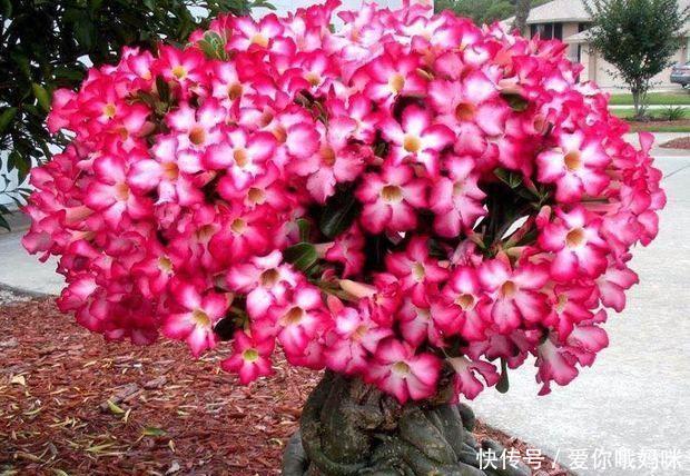 花被@此花被称为“天然盆景”一年花开4次,再贵都要种2棵,美呆了!
