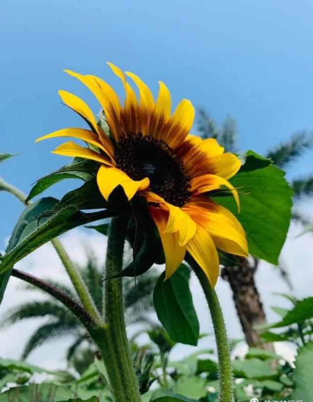  公园的向：超罕见白色、黑色向日葵！8千㎡花海！就藏在珠海市区！