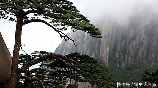 我国有三棵价值不菲的树，一棵树叶堪比黄金一棵24小时有人看守！