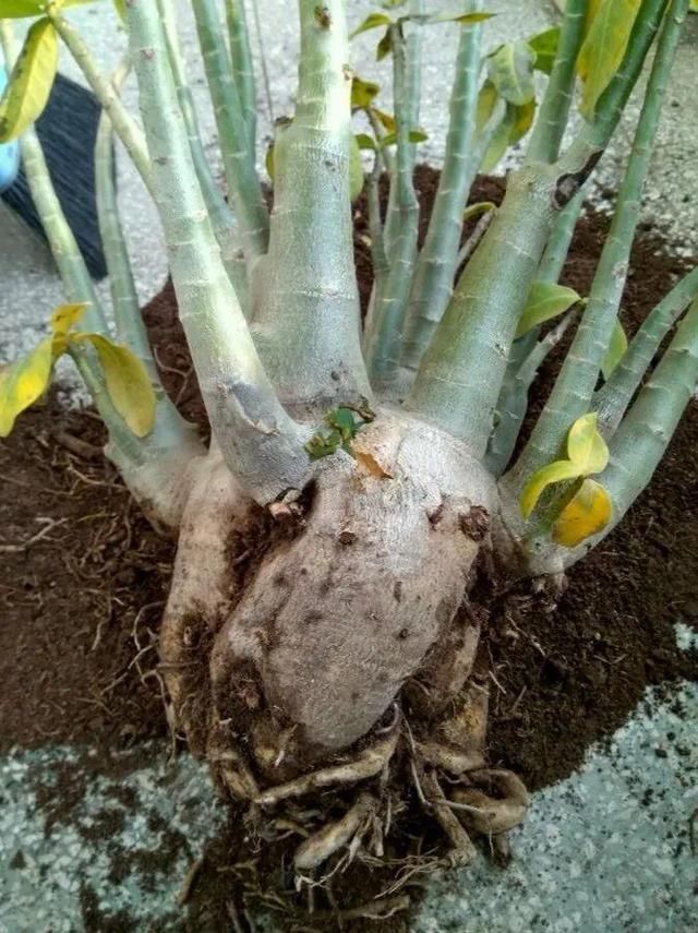  「烂根」天热了，8种花不能乱浇水，小心浇完就死