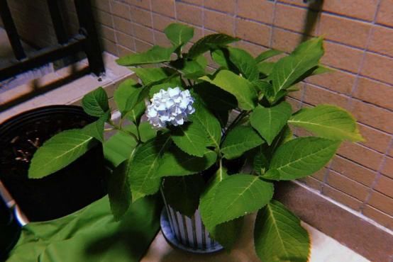  成活率：盆栽好看却总是养不活，这可怎么办？如何提升盆栽的成活率呢？