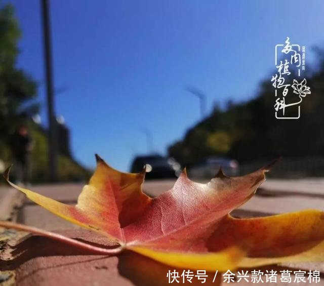  名字■与多肉为伍，一路风景有你相伴，得之惜之，失之淡之！