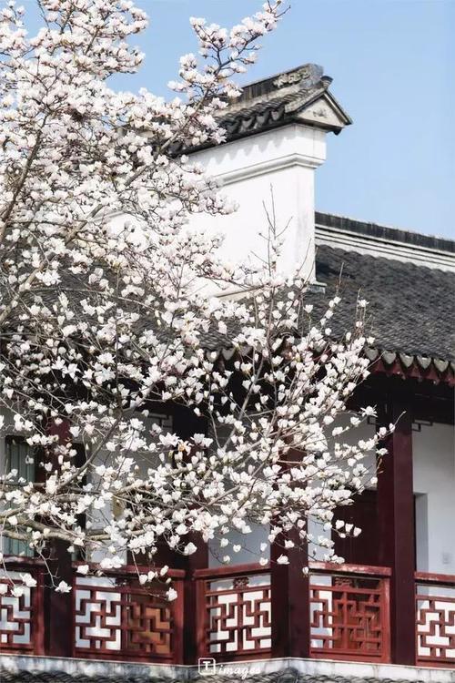 再过一个月，这些地方就美成仙境了！