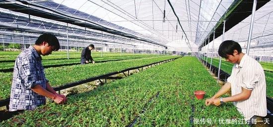 农村“有钱人”才敢种的农作物，一亩地赚10万元！