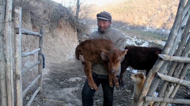  『老刘』甘肃6旬老人深山养牛，光挣钱，不会花钱，看钱都哪里去了
