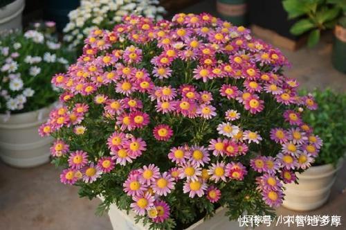  『主角』玛格丽特爆盆的小技巧在这里，春天的花园主角，还可以做棒棒糖！
