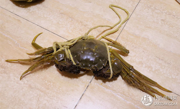 任你天花乱坠，简单一试，我就知道这大闸蟹值不值得吃!