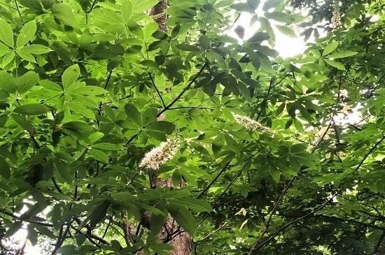  『翠色』翠色参天叶七出，这样的虎跑清新又灵动~
