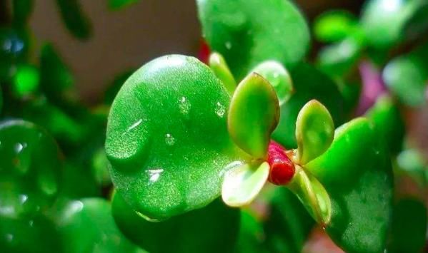  「适合」这些多肉植物有毒，不适合养在室内，赶紧记住它们的样子！