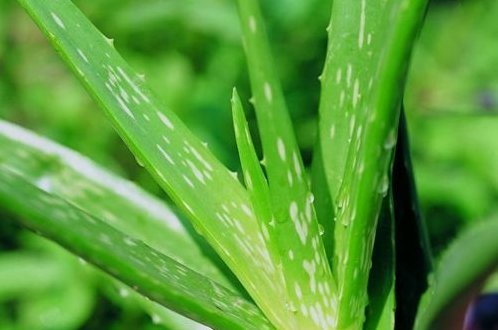 『中华芦荟』种植芦荟不光价值高,而且还有这些功效的,你们知道吗