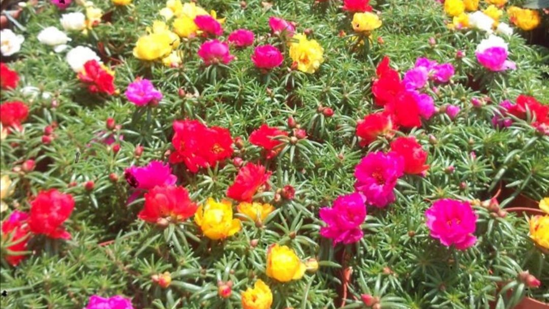  「生长旺盛」这“5种”花,再喜欢也要“狠狠晒”,越晒越开花,香味越浓郁!