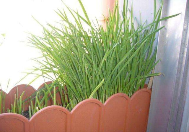 #种子#冬天阳台种什么菜?这“2种”,耐寒好养收获多,吃完一茬又一茬